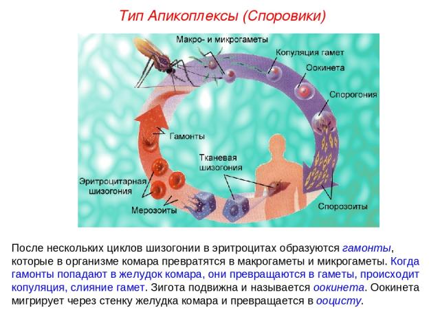 После нескольких циклов шизогонии в эритроцитах образуются гамонты, которые в организме комара превратятся в макрогаметы и микрогаметы. Когда гамонты попадают в желудок комара, они превращаются в гаметы, происходит копуляция, слияние гамет. Зигота п…