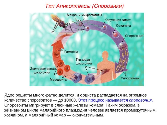 Ядро ооцисты многократно делится, и ооциста распадается на огромное количество спорозоитов — до 10000. Этот процесс называется спорогония. Спорозоиты мигрируют в слюнные железы комара. Таким образом, в жизненном цикле малярийного плазмодия человек я…