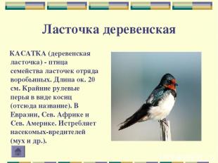 Ласточка деревенская КАСАТКА (деревенская ласточка) - птица семейства ласточек о