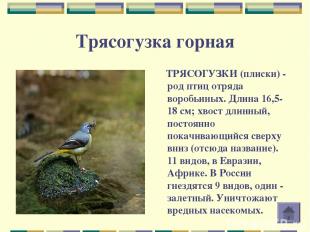 Трясогузка горная ТРЯСОГУЗКИ (плиски) - род птиц отряда воробьиных. Длина 16,5-1