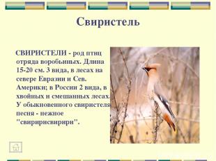 Свиристель СВИРИСТЕЛИ - род птиц отряда воробьиных. Длина 15-20 см. 3 вида, в ле