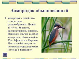 Зимородок обыкновенный зимородки - семейство птиц отряда ракшеобразных. Длина 10