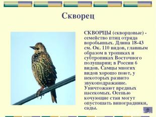Скворец СКВОРЦЫ (скворцовые) - семейство птиц отряда воробьиных. Длина 18-43 см.