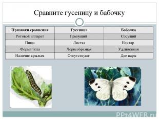 Сравните гусеницу и бабочку Признаки сравнения Гусеница Бабочка Ротовой аппарат