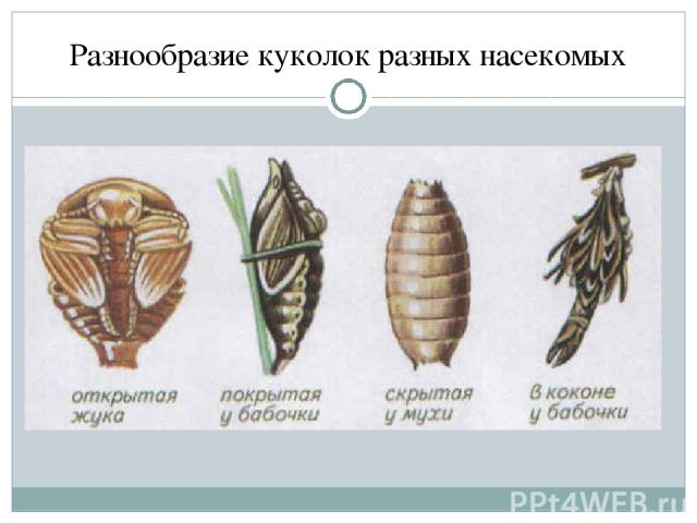 Разнообразие куколок разных насекомых