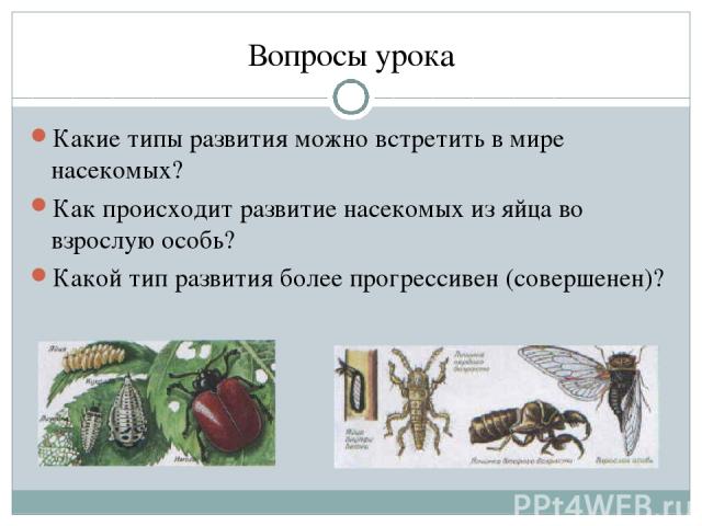 Вопросы урока Какие типы развития можно встретить в мире насекомых? Как происходит развитие насекомых из яйца во взрослую особь? Какой тип развития более прогрессивен (совершенен)?