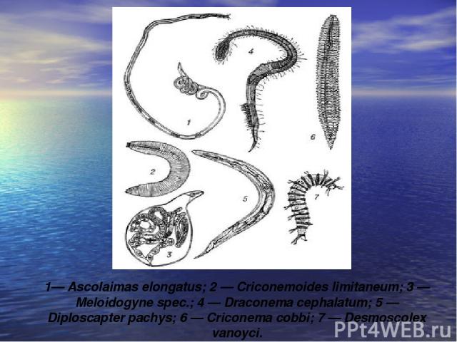 1— Ascolaimas elongatus; 2 — Criconemoides limitaneum; 3 — Meloidogyne spec.; 4 — Draconema cephalatum; 5 — Diploscapter pachys; 6 — Criconema cobbi; 7 — Desmoscolex vanoyci.