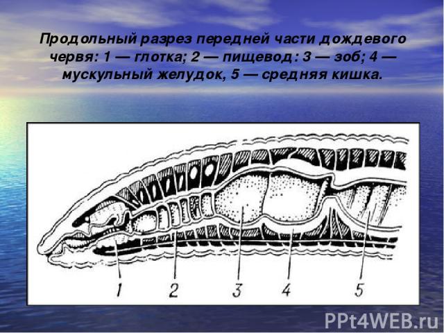 Продольный разрез передней части дождевого червя: 1 — глотка; 2 — пищевод: 3 — зоб; 4 — мускульный желудок, 5 — средняя кишка.