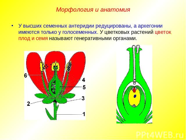 У высших семенных антеридии редуцированы, а архегонии имеются только у голосеменных. У цветковых растений цветок, плод и семя называют генеративными органами. Морфология и анатомия
