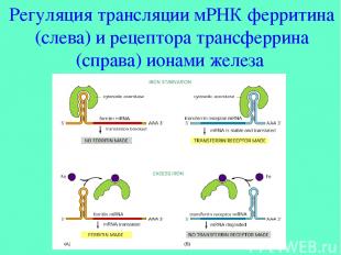 Регуляция трансляции мРНК ферритина (слева) и рецептора трансферрина (справа) ио