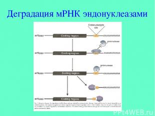 Деградация мРНК эндонуклеазами