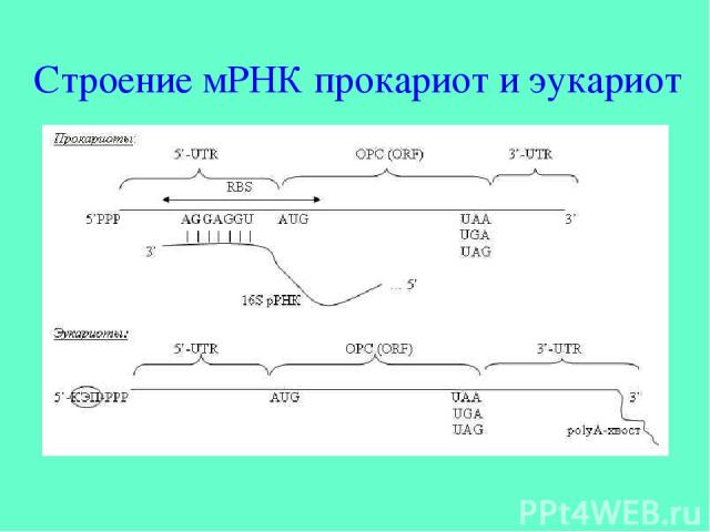 Строение мРНК прокариот и эукариот