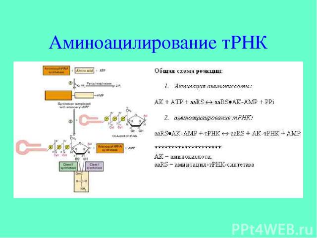 Аминоацилирование тРНК