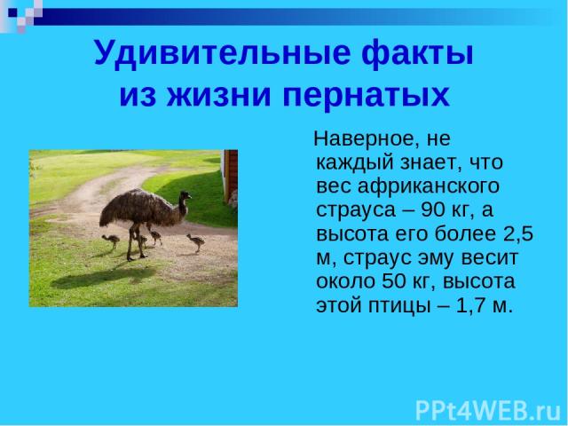 Удивительные факты из жизни пернатых Наверное, не каждый знает, что вес африканского страуса – 90 кг, а высота его более 2,5 м, страус эму весит около 50 кг, высота этой птицы – 1,7 м.