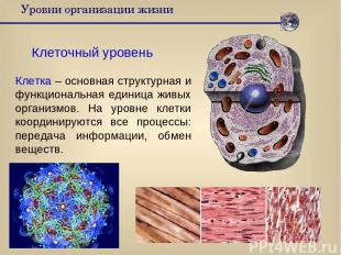 Уровни организации жизни Клеточный уровень Клетка – основная структурная и функц