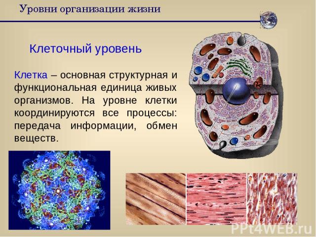 Уровни организации жизни Клеточный уровень Клетка – основная структурная и функциональная единица живых организмов. На уровне клетки координируются все процессы: передача информации, обмен веществ.