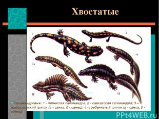 Хвостатые Саламандровые: 1 - пятнистая саламандра; 2 - кавказская саламандра; 3