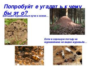 Попробуйте угадать к чему бы это? Большие муравьиные кучи к осени… Если в хорошу