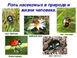 Роль насекомых в природе и жизни человека.