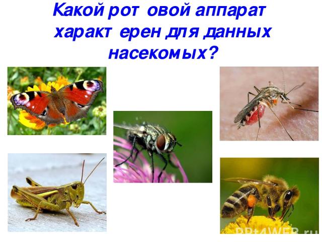 Какой ротовой аппарат характерен для данных насекомых?