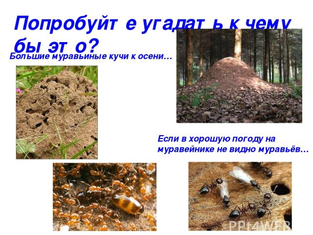 Попробуйте угадать к чему бы это? Большие муравьиные кучи к осени… Если в хорошую погоду на муравейнике не видно муравьёв…