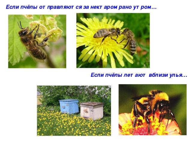 Если пчёлы отправляются за нектаром рано утром… Если пчёлы летают вблизи улья…