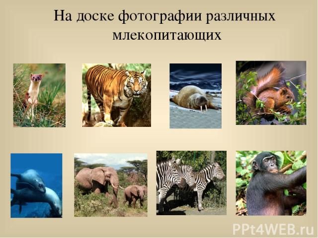 На доске фотографии различных млекопитающих