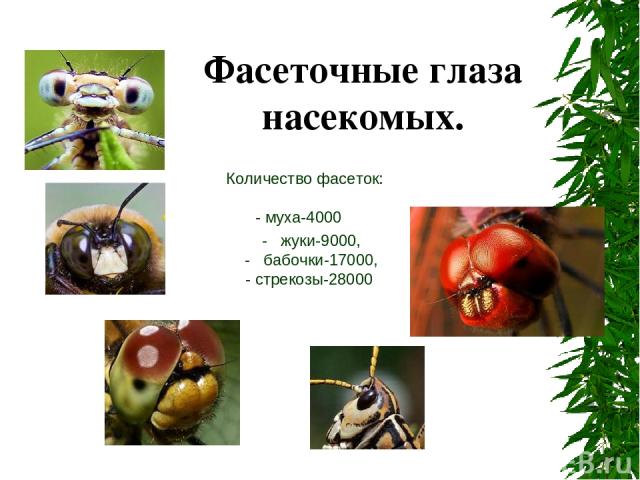 Количество фасеток: - муха-4000 - жуки-9000, - бабочки-17000, - стрекозы-28000 Фасеточные глаза насекомых.