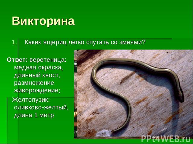 Викторина Каких ящериц легко спутать со змеями? Ответ: веретеница: медная окраска, длинный хвост, размножение живорождение; Желтопузик: оливково-желтый, длина 1 метр