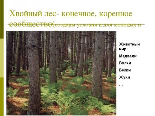 Хвойный лес- конечное, коренное сообщество(созданы условия и для молодых и взрос