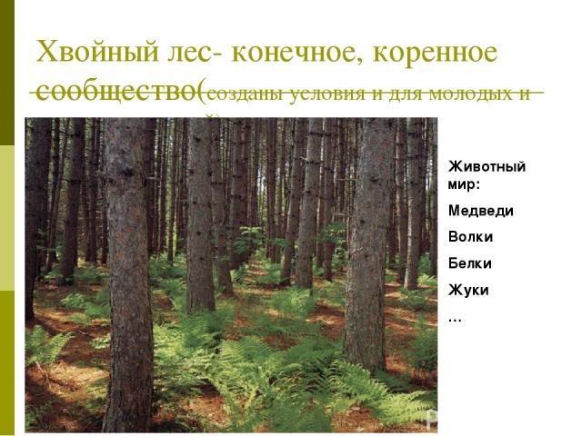 Хвойный лес- конечное, коренное сообщество(созданы условия и для молодых и взрослых растений) Животный мир: Медведи Волки Белки Жуки …