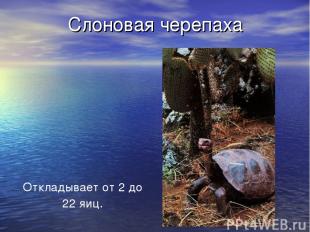 Слоновая черепаха Откладывает от 2 до 22 яиц.