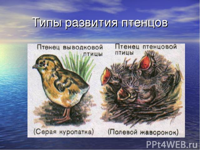 Типы развития птенцов