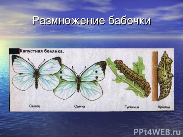 Размножение бабочки