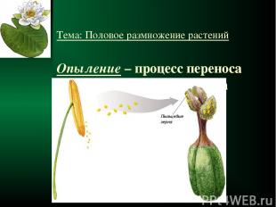 Тема: Половое размножение растений Опыление – процесс переноса пыльцы на рыльце