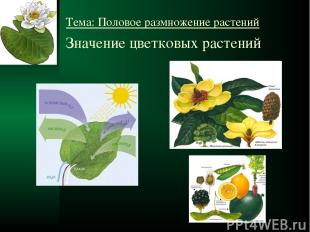 Значение цветковых растений Тема: Половое размножение растений