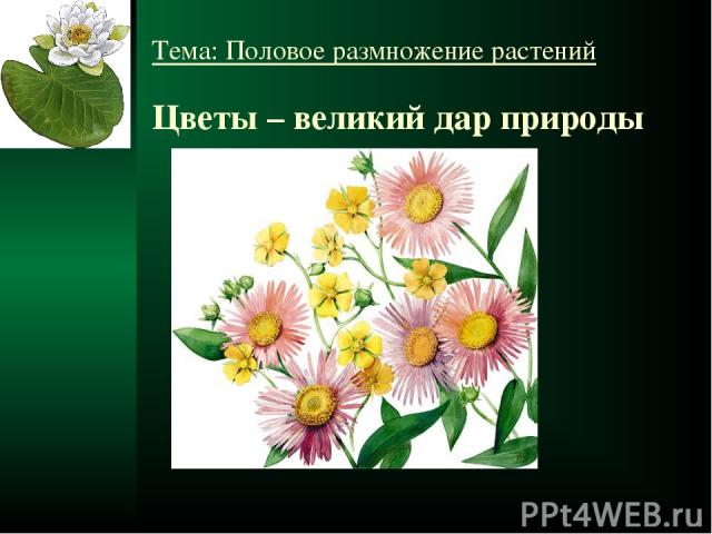 Тема: Половое размножение растений Цветы – великий дар природы