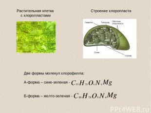 Строение хлоропласта Растительная клетка с хлоропластами Две формы молекул хлоро