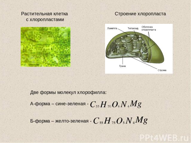 Строение хлоропласта Растительная клетка с хлоропластами Две формы молекул хлорофилла: А-форма – сине-зеленая - Б-форма – желто-зеленая -
