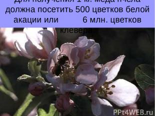 Для получения 1 кг. меда пчела должна посетить 500 цветков белой акации или 6 мл