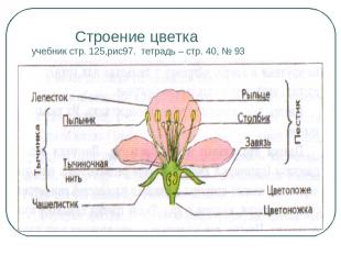 Строение цветка учебник стр. 125,рис97. тетрадь – стр. 40, № 93