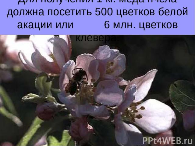Для получения 1 кг. меда пчела должна посетить 500 цветков белой акации или 6 млн. цветков клевера.