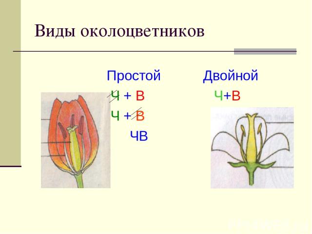 Виды околоцветников Простой Двойной Ч + В Ч+В Ч + В ЧВ