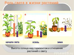 Роль света в жизни растений Высота солнца над горизонтом и отношение растений к