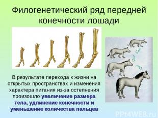 Филогенетический ряд передней конечности лошади В результате перехода к жизни на