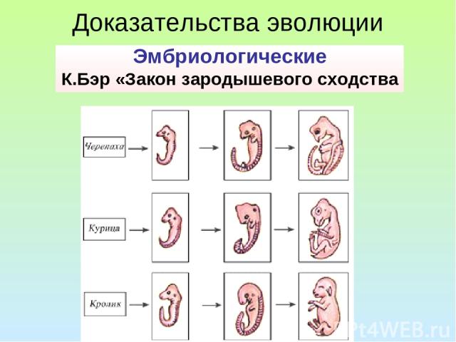 Доказательства эволюции Эмбриологические К.Бэр «Закон зародышевого сходства