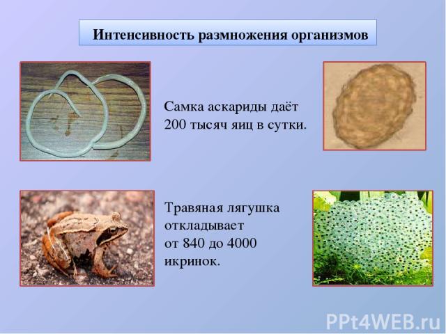 Самка аскариды даёт 200 тысяч яиц в сутки. Интенсивность размножения организмов Травяная лягушка откладывает от 840 до 4000 икринок.