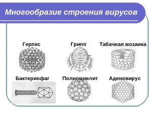 Многообразие строения вирусов Герпес Грипп Табачная мозаика Бактериофаг Полиомие