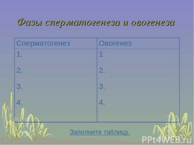 Фазы сперматогенеза и овогенеза Заполните таблицу. Сперматогенез Овогенез 1. 2. 3. 4. 1. 2. 3. 4.