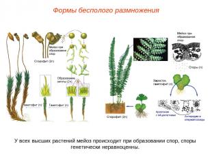 Формы бесполого размножения У всех высших растений мейоз происходит при образова